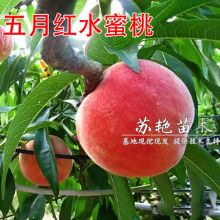 ����޽��Ҙ��� ���¼tˮ������ ͥԺ���Թ��� ˮ�����ӹ�����