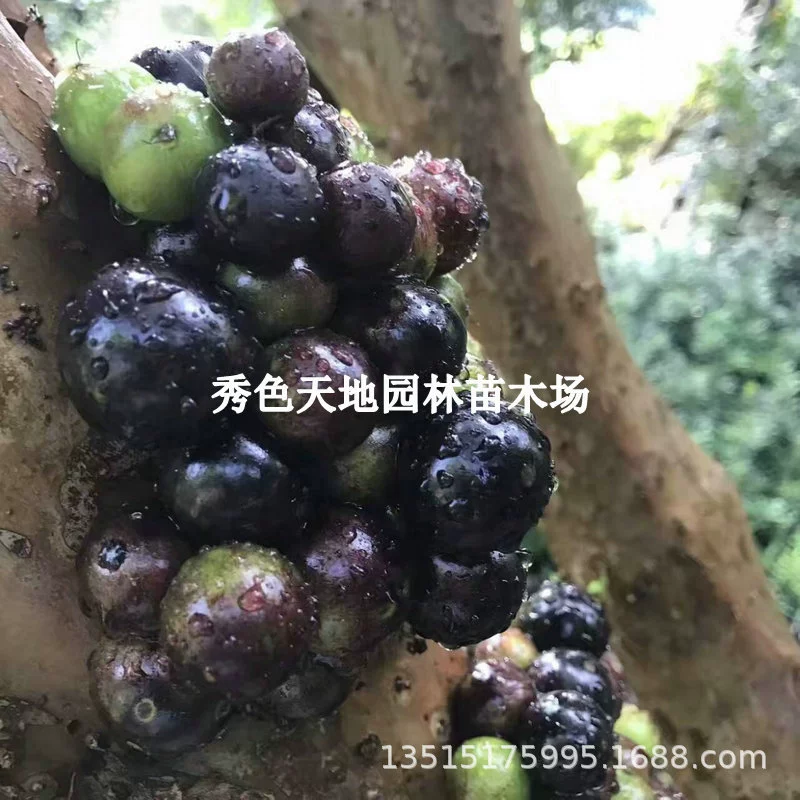 Гарбо Фруктовое Дерево Виноград Фруктовое дерево Рассада Фукуока Сабах Четыре Сезона Красная Принцесса Плод Рассада с фруктовым двором в горшке Посадка с почвенными волосами