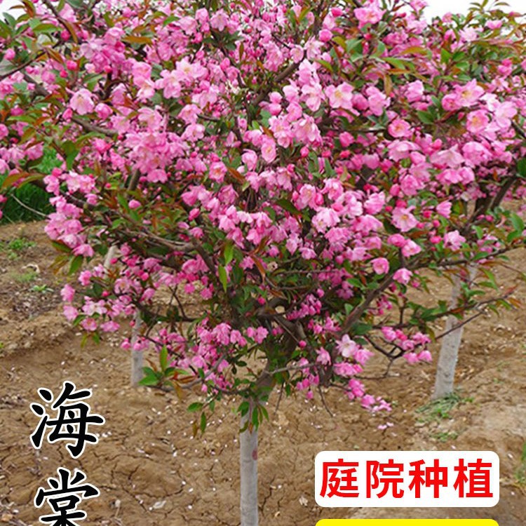 海棠树苗庭院地栽高杆西府海棠垂丝海棠花耐寒植物花北美海棠树苗