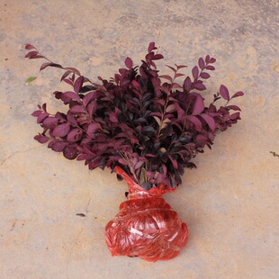 Greening Seedlings, Colorfulful Florals, Red Flower Seedlings, Red Flower Seedlings, Red Flower Seedlings, Red Flower Seedlings