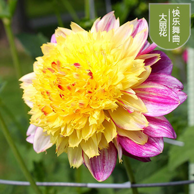 花のダリアの花はボールを植えます。|undefined