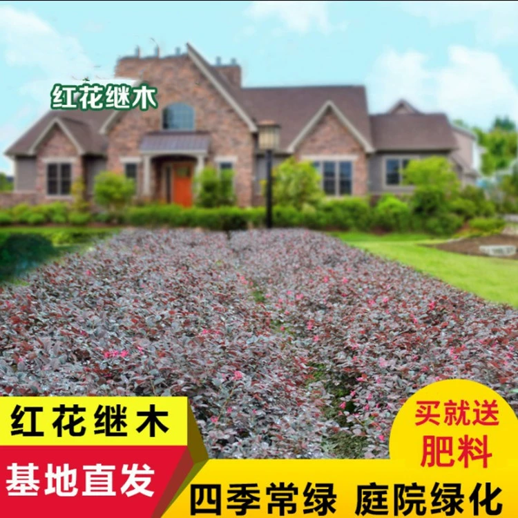 Саженцы ежей сафлора Озеленение саженцев двор озеленение рассада все сезоны вечнозеленые цветущие растения