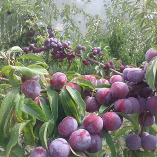 �������Ә������Ե�����÷��������籱���Ϸ��Nֲ���A��޽ӹ���