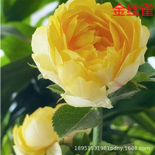 Four-Season Shrub Rose Extra-Large Flower Fragrant Canary Garden Flower Plant Potted Rose Rose Seedlings