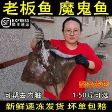 顺丰整条老板鱼魔鬼鱼新鲜冷冻海鲜老子鱼瑶鱼劳板鱼孔瑶蝶鱼