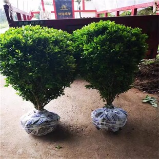 С�~�S���ش�̖��������S����e��ͥԺ�@�־G����ľ�ļ��L������