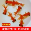 High-quality red dragon eyes 10-11cm 3 pieces + fish food