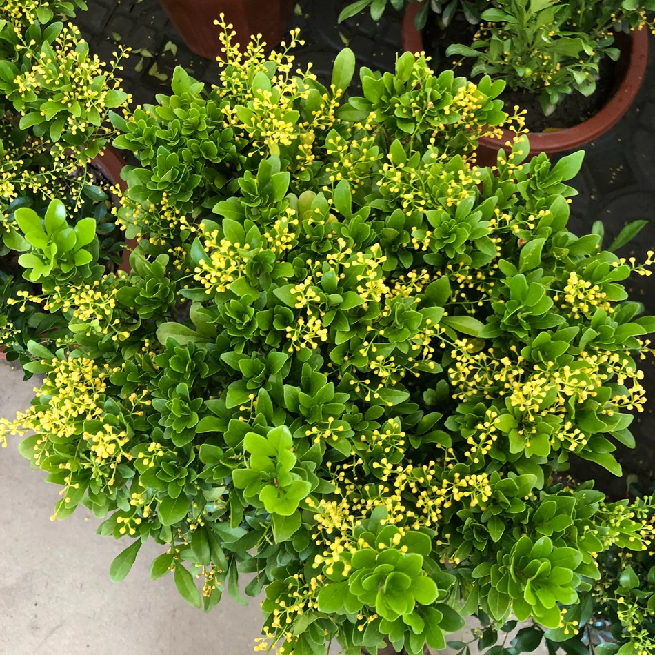 Милан цветы в горшках зеленые растения Чэнду озеленение саженцы семейное Садоводство комнатные и наружные ароматические растения