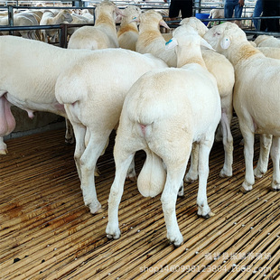 ���ް׾d��С���� ����ĸ��Сβ�������r��С���� �ṩ�Bֳ