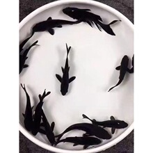 黑色锦鲤草金鱼活体包活到家龙凤白金黄金锦鲤冷水观赏鱼鹦鹉红草