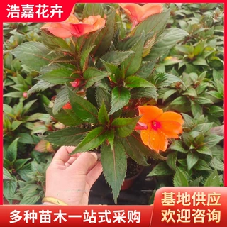 超级风仙花苗盆栽 庭院室内绿化工程用花卉苗绿化植物 超级风仙