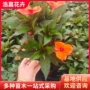 工程庭院植物盆栽花卉苗
