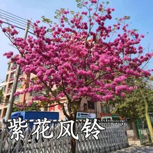 南方紫花风铃树苗庭院小区风景观赏树嫁接多花绣球紫花风铃木苗