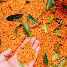 深山桂花茶 丹桂（状元红）天然阳光晒干 花香浓郁 0添加 养生茶