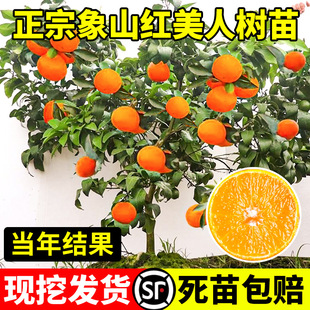 Authentic Xiangshan Red Beauty Sapling Ehime No. 28 No. 38 Citrus Seedless Orange Seedling Grafted Orange Sapling with Soil