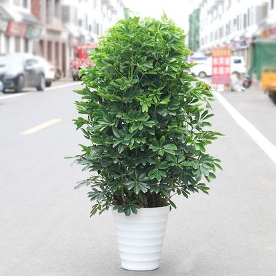 鴨腳木盆栽客廳辦公室內花卉八方來財淨化空氣四季觀葉植物招財樹