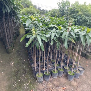 Commonly Used Ornamental Trees in Guangdong, Mango Trees Directly Supplied from the Base, and Various Other Trees