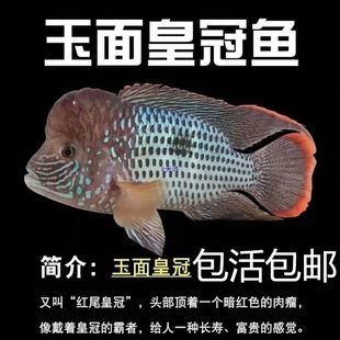 �tβ�ʹ��~���^����ʹ��{��Ꭷ�~�^�p�~����Ʒ�|���]�д����~