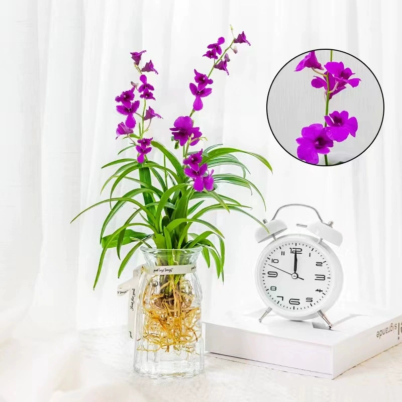 Австралийские духи Dendrobium Горшечное растение с бутоном цветка гидропонное растение Stone Hulan рассада цветочное растение комнатное зеленое растение хорошее выращивание