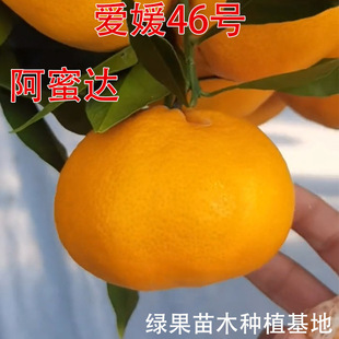 �̽ۘ������46̖�����_������޽����Ә�����Ʒ�N�̽۹������