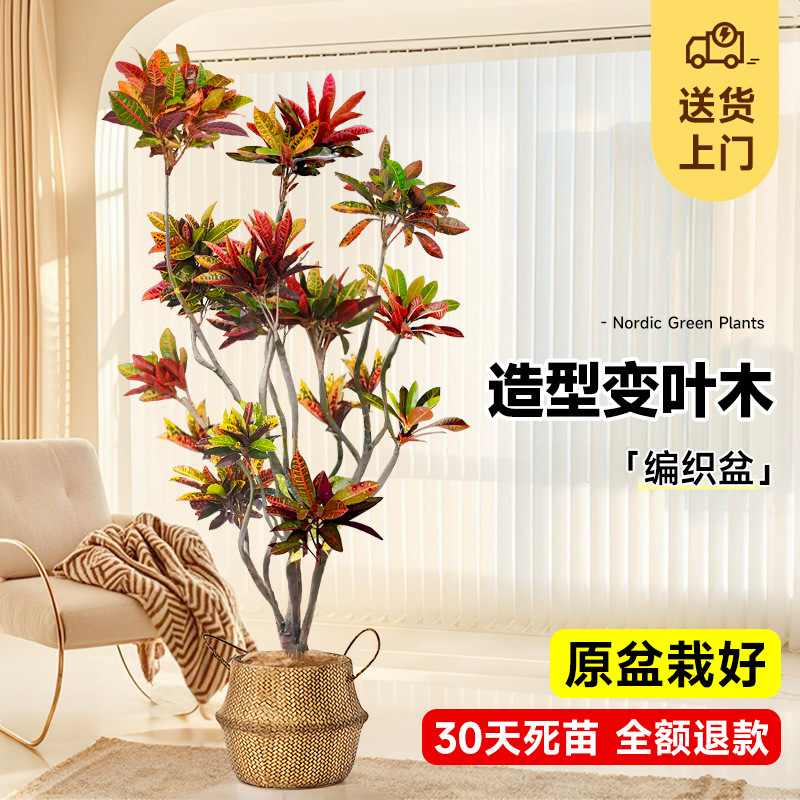 [사망보상 보장] 스타일링 색상변화목재 1.3- 1.4m (짠화분) 비료+트레이 포함