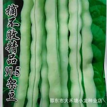 摘不败精品97-5架豆王种子高产早种熟四季豆角种子春秋播蔬菜种子