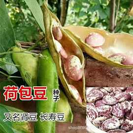 皇帝豆种子高产荷包豆种子大粒大肾豆大腰豆种籽老品种斑马豆种子