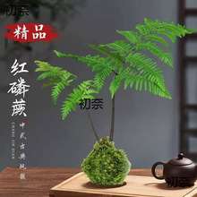 �մɻ���o��̦�\��Gֲާ�ˮ��������ʽ����ʯ���m�����҃Ȕ[��