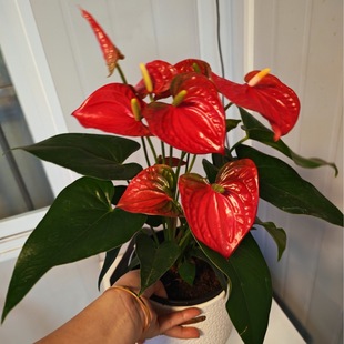 �V�|����ֱ�N����t�����ԾGֲ����͸ߴ����\���^���~���҃���