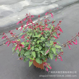 ����һ���t���̻����Զ������ݱ����ܻ��������^�p�Gֲ�m���ԏ�