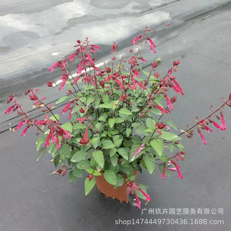 Супер нить красных петард горшечных многолетних травянистых цветов Цветочный куст клумба декоративная приспособляемость к зеленым растением