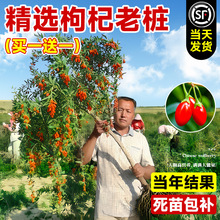 宁夏枸杞树苗老桩阳台盆栽南方北方四季种植当年结果可食用果树苗