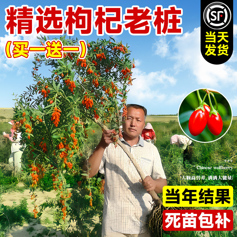 宁夏枸杞树苗老桩阳台盆栽南方北方四季种植当年结果可食用果树苗