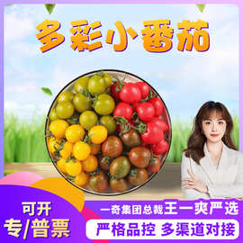 【严选】山东潍坊多彩小番茄 代发1/5斤当季黄红色彩色千禧圣女果
