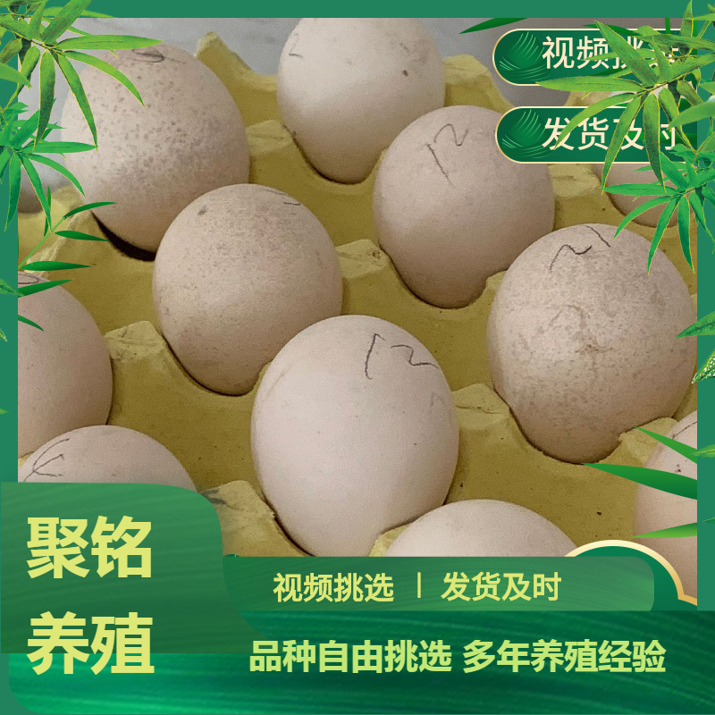 农村养殖场大量出售观赏蓝孔雀蛋受精蛋孵化小孔雀苗种蛋大量批发