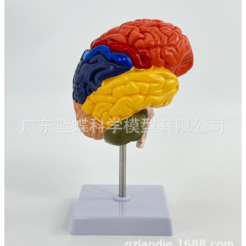 ��������ɫ�ֹ�����ģ�� ҽ����ͨģ�� ���� �Կƽ�ѧģ��