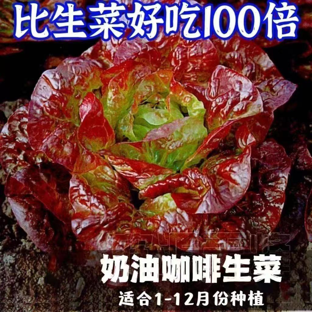 200 pills of purple leaf coffee lettuce