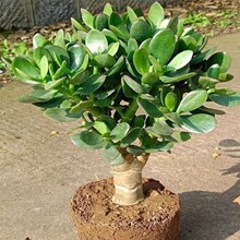 玉树盆栽室内大株多肉植物大颗老桩开花耐寒好养品种花卉树苗好养