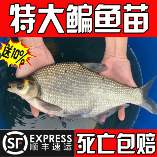 ����c�~�絭ˮ�Bֳʳ���������F�^�����~��߅�~���ͻ���c�c�~��
