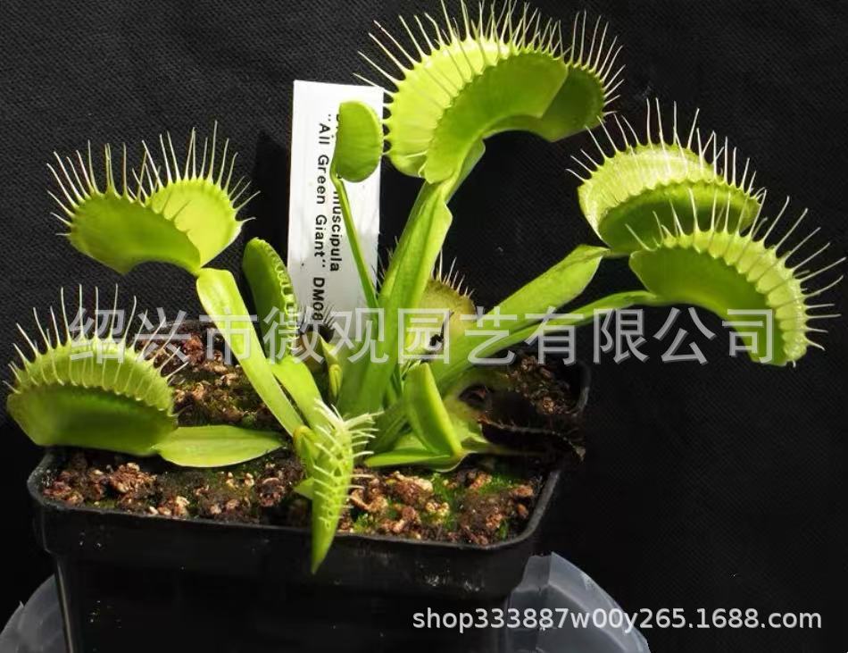 Clipe Hulk Venus Flytrap, aproximadamente 1 cm.