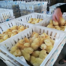 小鸡周转筐厂家 鸡苗周转筐 运输鸡笼子
