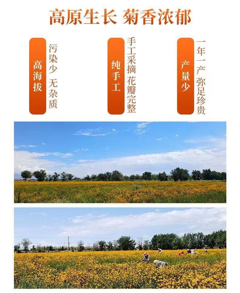 Ice Chrysanthemum Tea Bing Ju Dried Tianshan Snow Chrysanthemum Flowers for Brewing 50g Jar key features