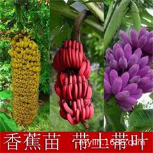 �t�㽶�������]�н�9̖�۽��ʵ۽��㽶��Ž����箔��Y�����G