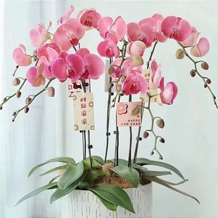 Phalaenopsis с цветочным мечом с цветочными мечами с цветочными бутонами в горшке орхидеи Большие саженцы гостиная.