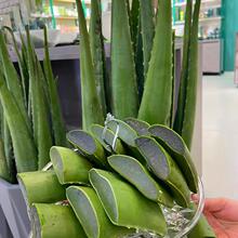 多肉植物种苗 多肉植物种苗品牌 图片 价格 多肉植物种苗批发 阿里巴巴