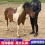 德保好的活体景区矮马