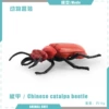 T15707 Catalpa 12g
