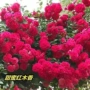 四季攀援植物浓香花卉
