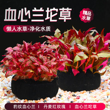 血心兰丹麦红玫瑰坨草无土定植免种鱼缸活体豹纹血心兰大坨草水草