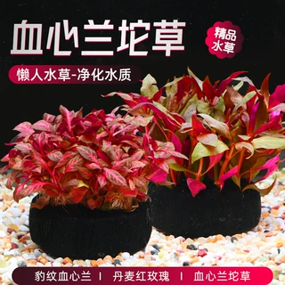 血心兰丹麦红玫瑰坨草无土定植免种鱼缸活体豹纹血心兰大坨草水草